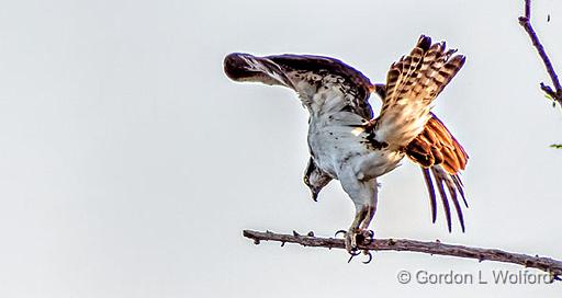 Shake Those Tail Feathers_DSCF4322.jpg - Osprey (Pandion haliaetus) photographed at Smiths Falls, Ontario, Canada.